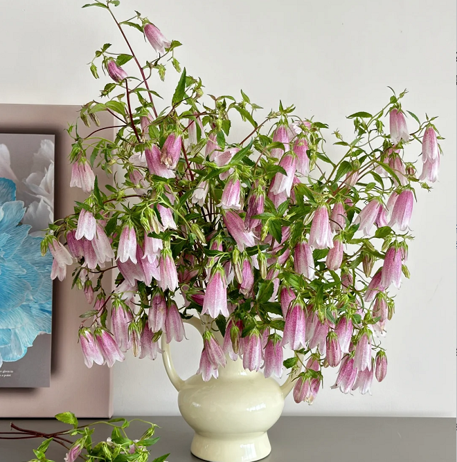 🏆 Viac než 75 000 predaných balení! 🌸 Semená škvrnitého zvončeka – krása do každej záhrady! 🌿