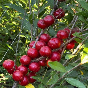 🏆 Продадени са над 50 000 опаковки! 🍒 СЕМЕНА НА ЧЕРЕША ДЖУДЖЕ 🌿 (Prunus humilis – храстова череша)