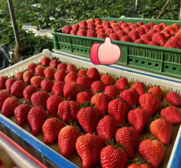 🍓 Семена от ягоди „Сладка мечта с крем“ – Премиум качество за сладка реколта