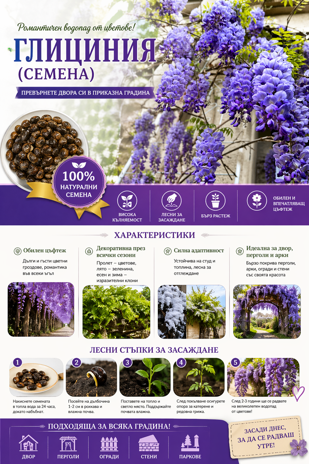 🌸 Семена от глициния – каскадна красота, която цъфти за вашата градина през цялата година 💗
