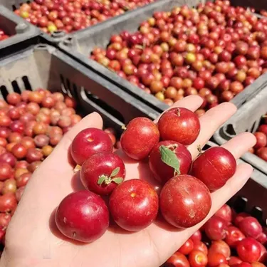 🏆 Продадени са над 50 000 опаковки! 🍒 СЕМЕНА НА ЧЕРЕША ДЖУДЖЕ 🌿 (Prunus humilis – храстова череша)
