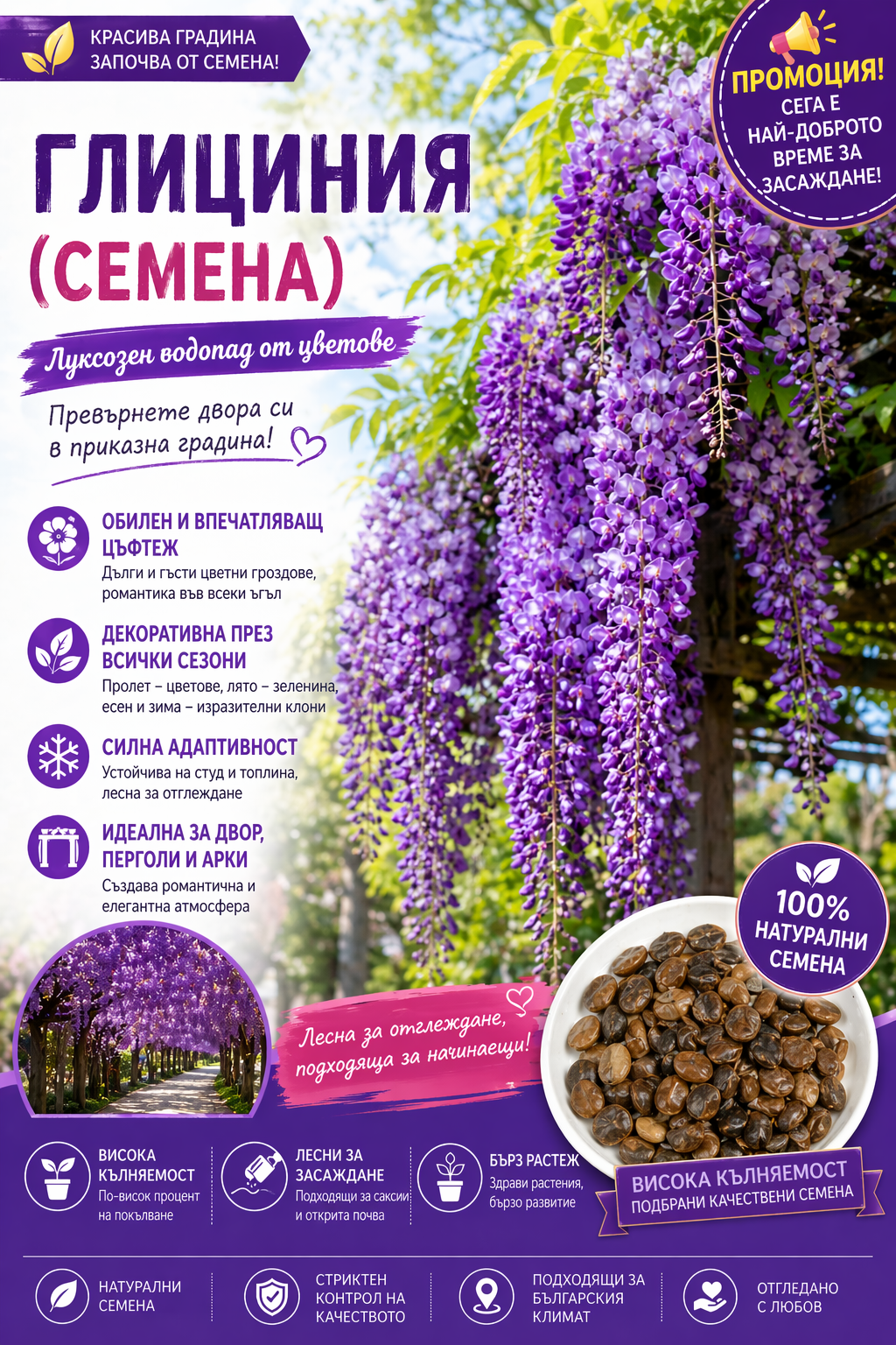 🌸 Семена от глициния – каскадна красота, която цъфти за вашата градина през цялата година 💗