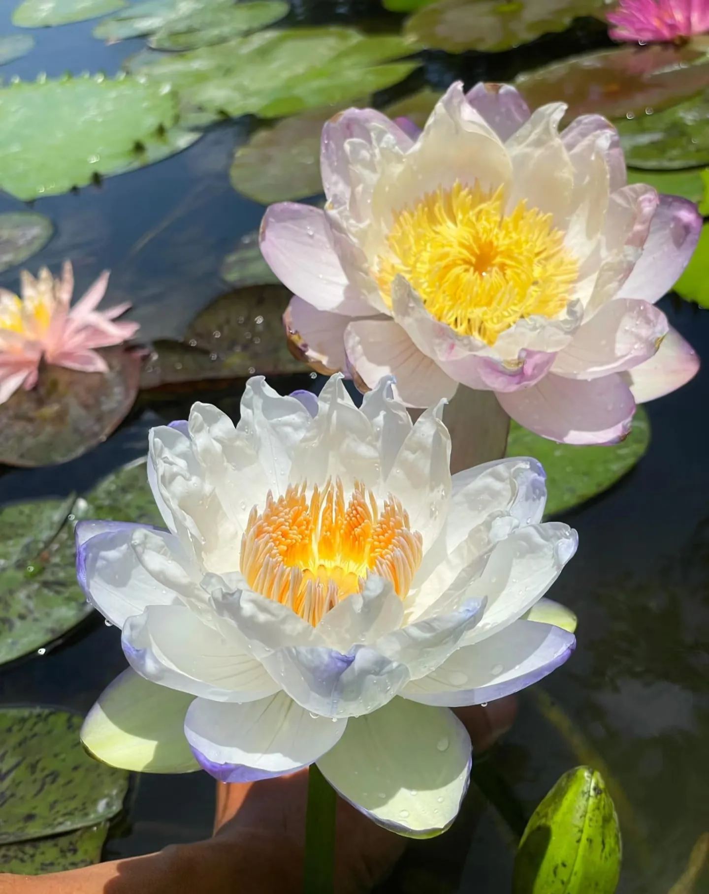 🌌💜 Лотос от сянка– рядка красота за вашата градина🌸