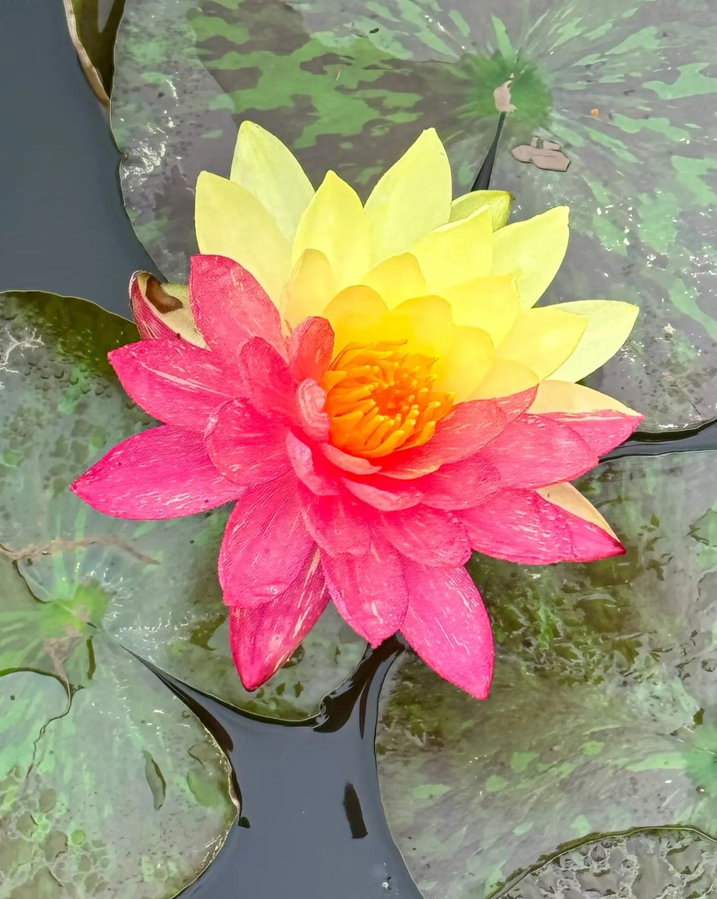 🌌💜 Лотос от сянка– рядка красота за вашата градина🌸