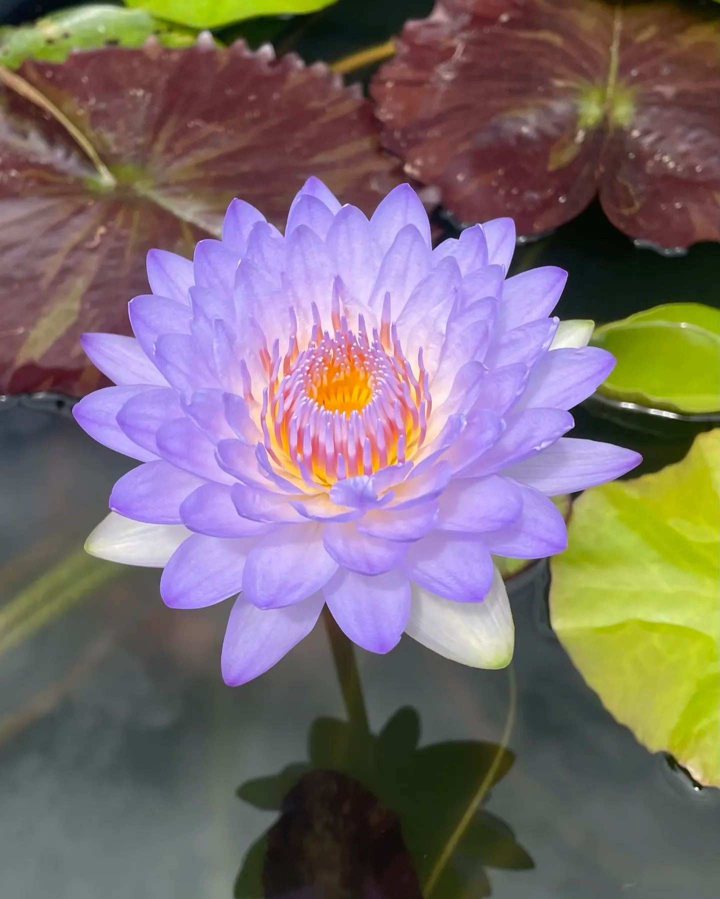 🌌💜 Лотос от сянка– рядка красота за вашата градина🌸