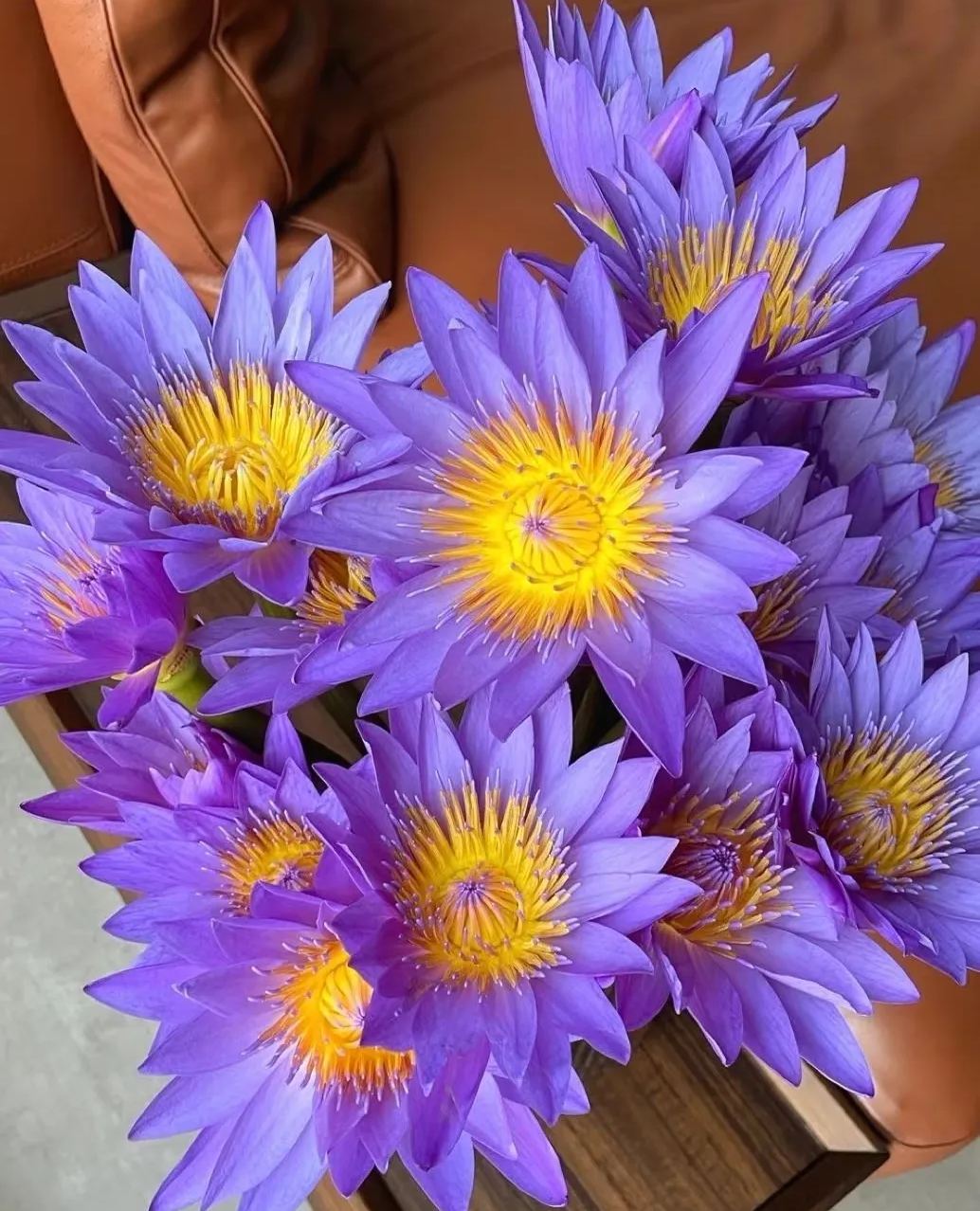 🌌💜 Лотос от сянка– рядка красота за вашата градина🌸