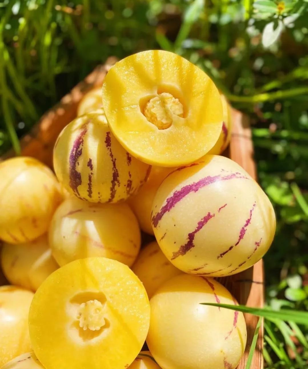 🏆 Продадени са над 75 000 опаковки! 🌿Семена от плод на женшен - лесни за отглеждане🌱