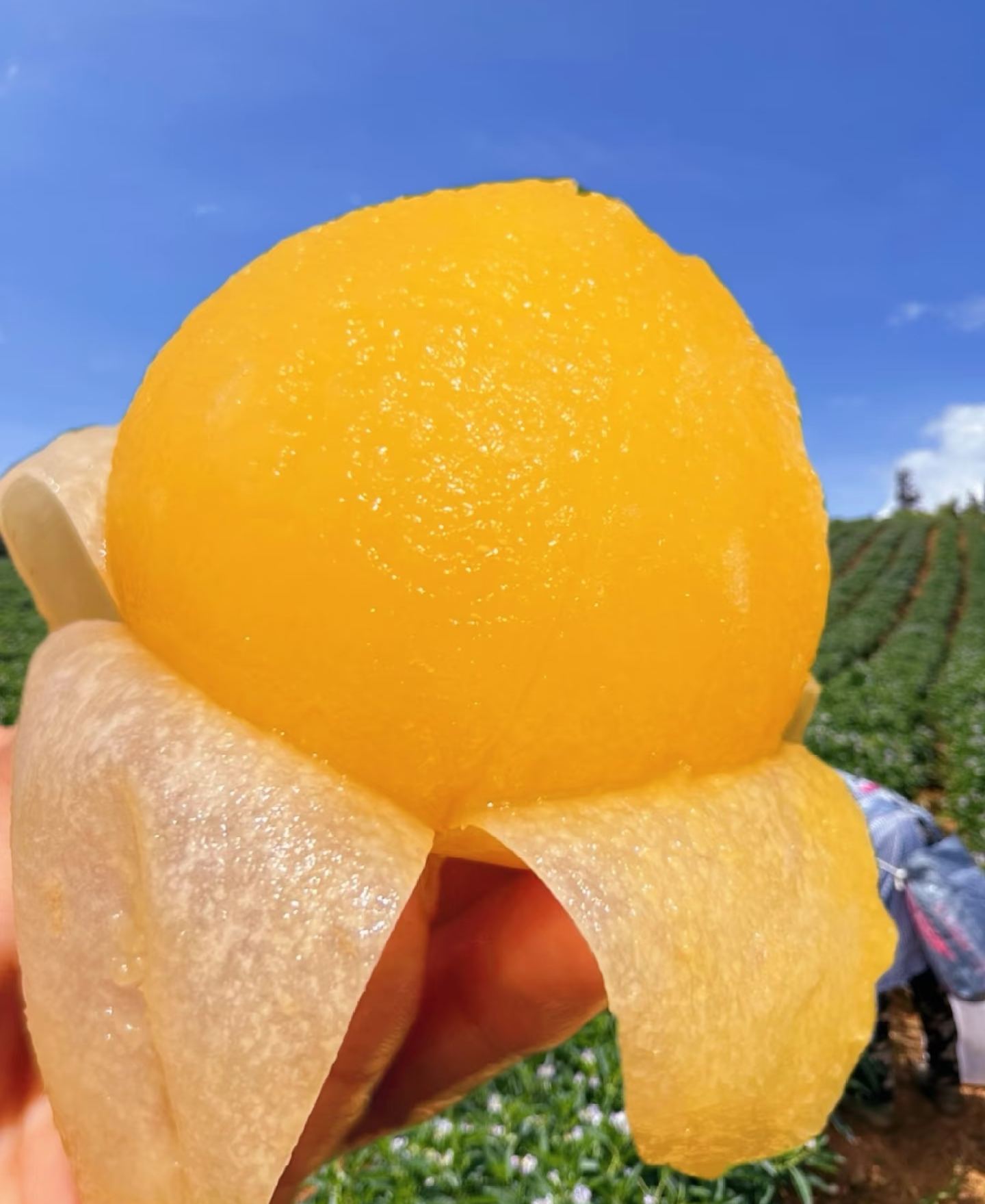 🏆 Продадени са над 75 000 опаковки! 🌿Семена от плод на женшен - лесни за отглеждане🌱