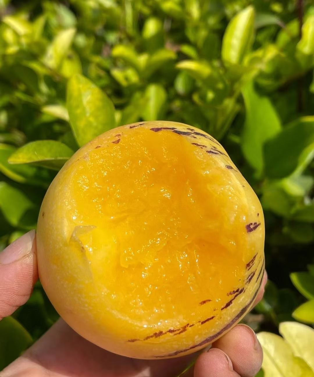 🏆 Продадени са над 75 000 опаковки! 🌿Семена от плод на женшен - лесни за отглеждане🌱