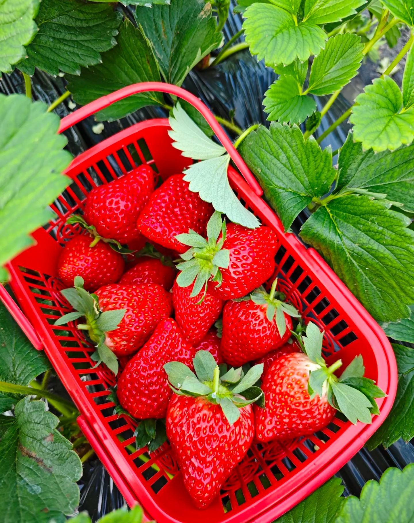 🏆 Продадени са над 75 000 опаковки! 🍓 Семена от ягоди „Сладка мечта с крем“ – Премиум качество за сладка реколта（Ограничено време: тор безплатно）