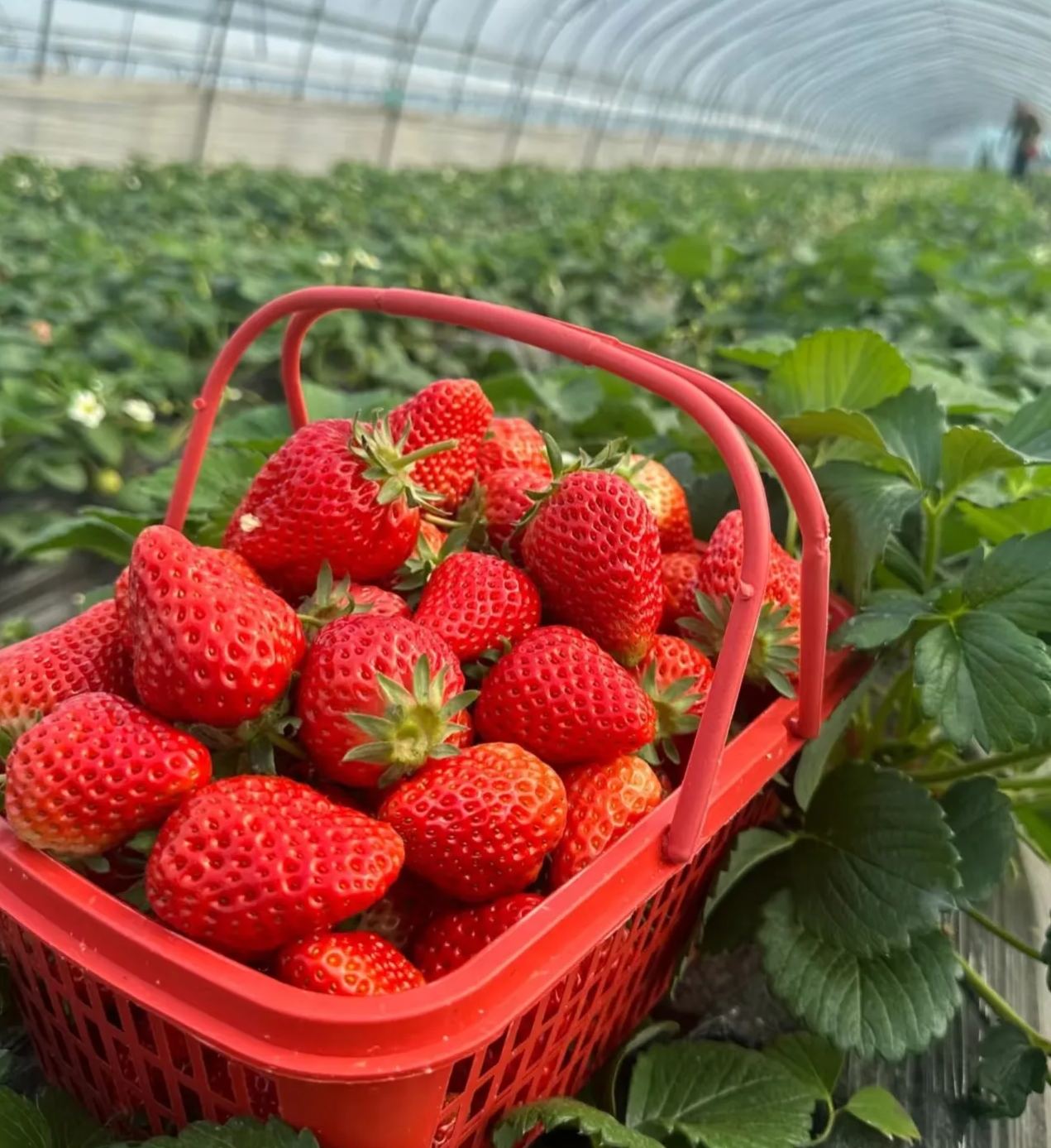 🏆 Продадени са над 75 000 опаковки! 🍓 Семена от ягоди „Сладка мечта с крем“ – Премиум качество за сладка реколта（Ограничено време: тор безплатно）
