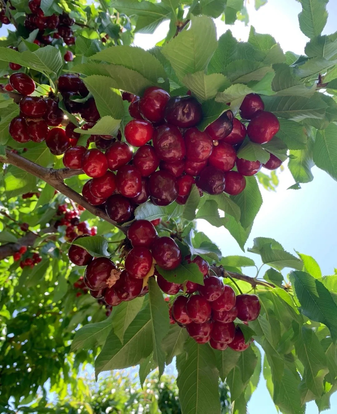 🏆 75 000+ продадени! 🍒 Семена от черешово дърво – Отгледайте своите сладки и пресни череши!