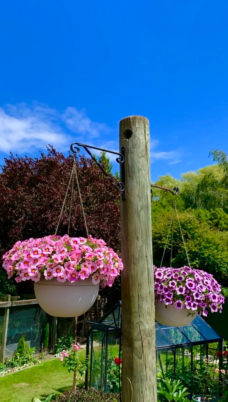 🌸 Закатна петуния за висящи кошници – Кралицата на балкона в цветни комбинации