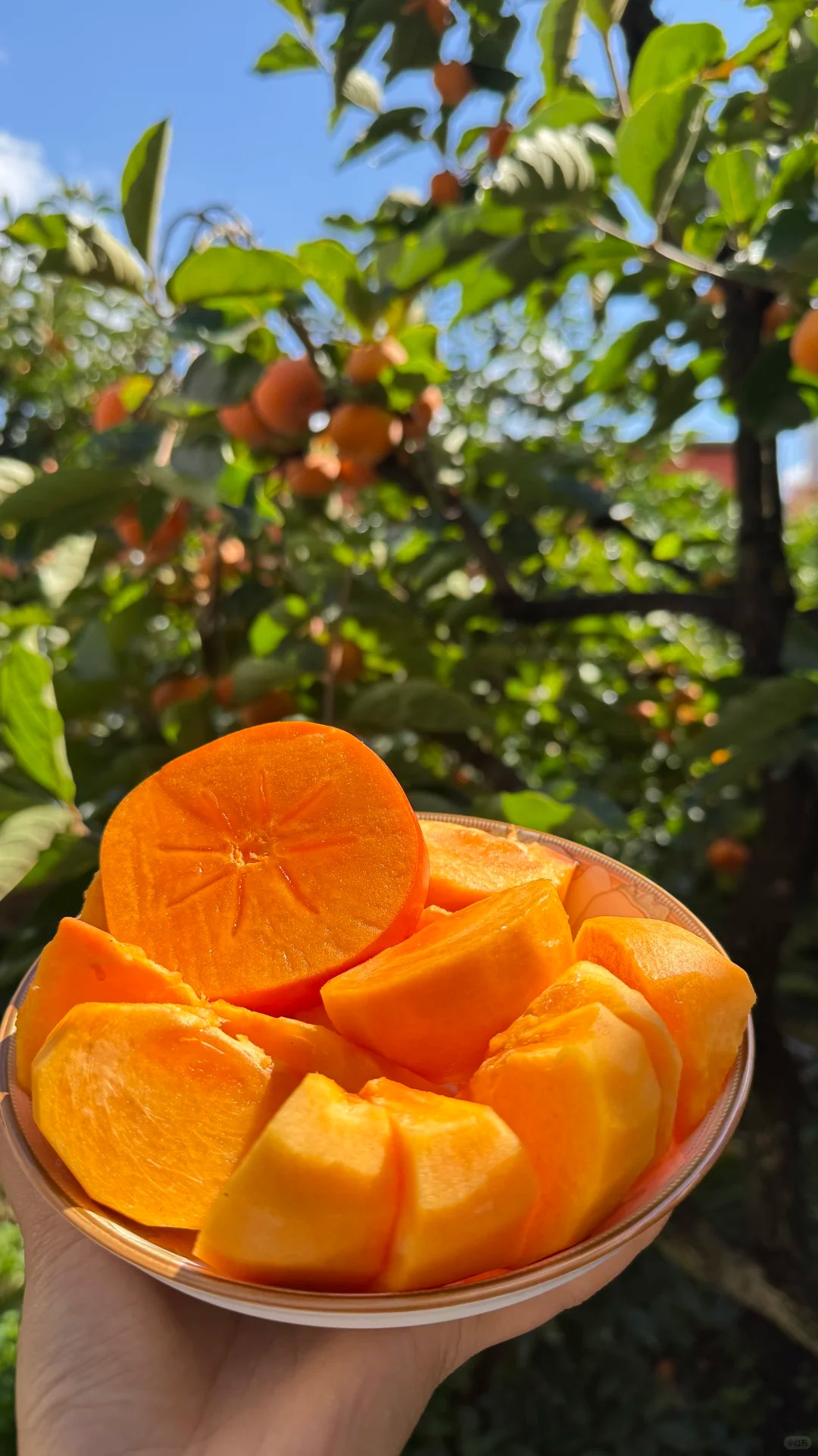 🍊 Kaki (tomel) – semená pre sladké, chrumkavé ovocie, ktoré si vypestujete doma 🌿✨