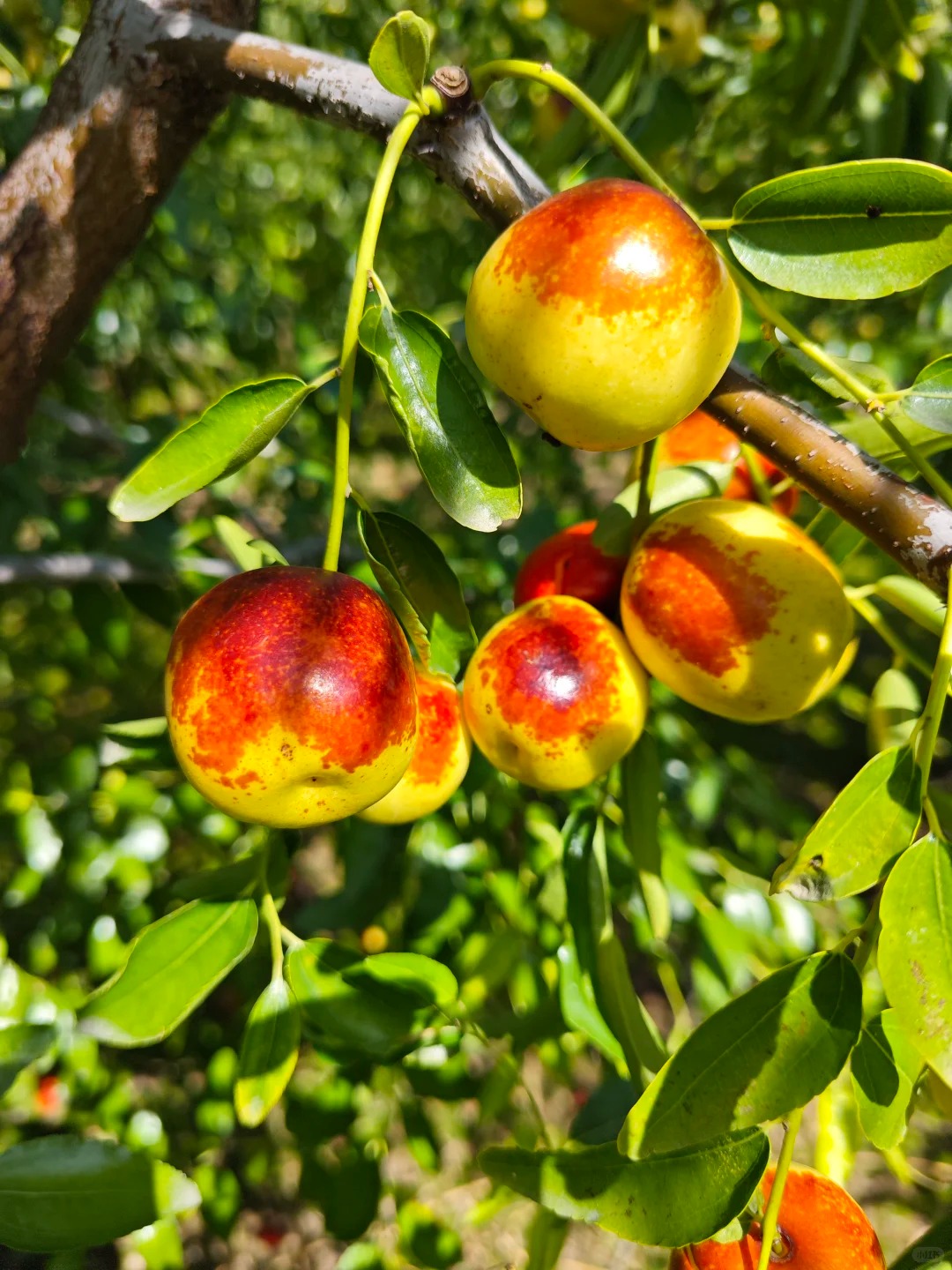 🍏 Хинап (Зимска фурма) – изключително сладък, хрупкав и късен сорт за вашата градина 🌿✨