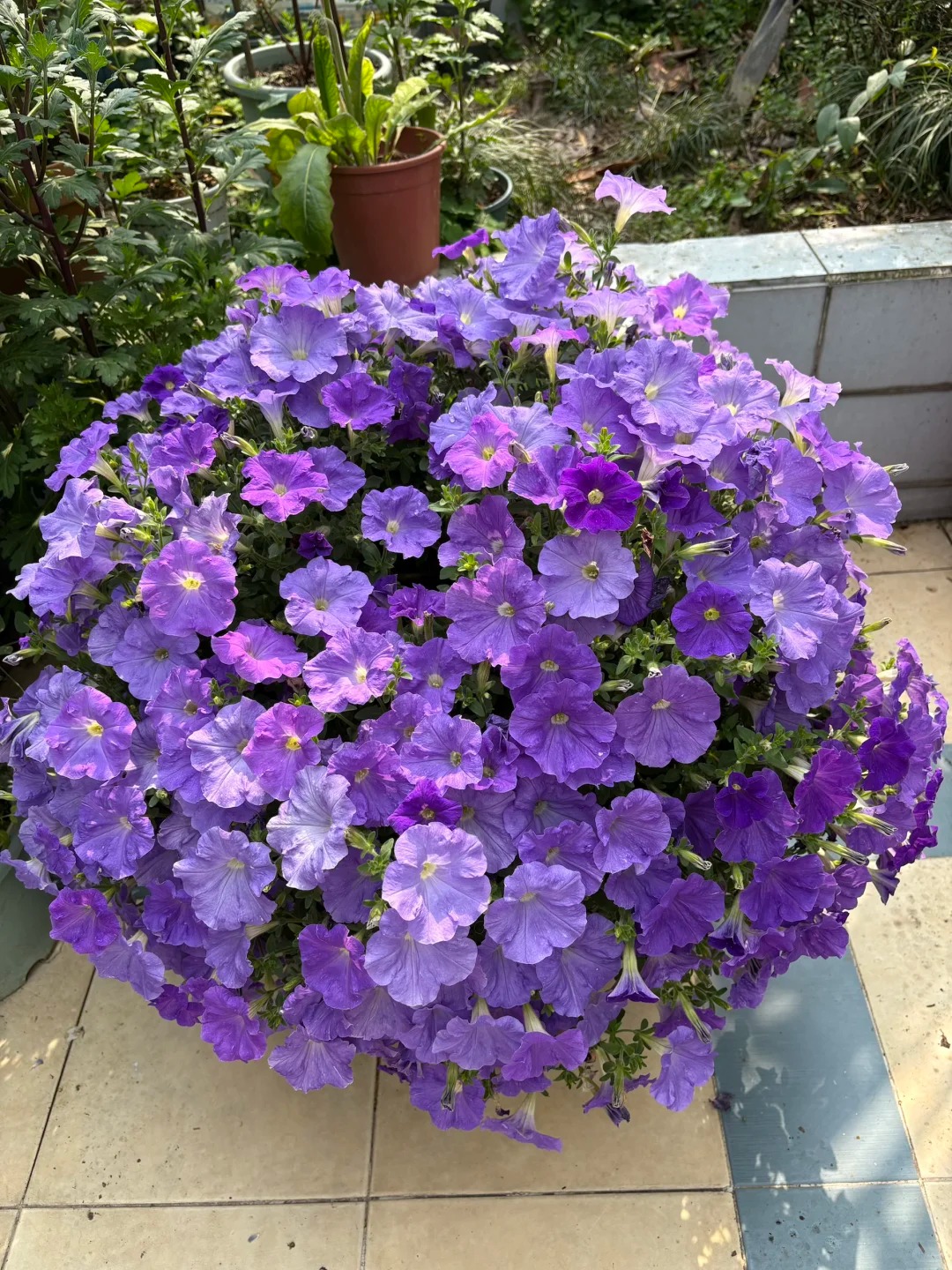 🌸 Petúnia previsnutá do závesných košov – Kráľovná balkónov vo farebných kombináciách