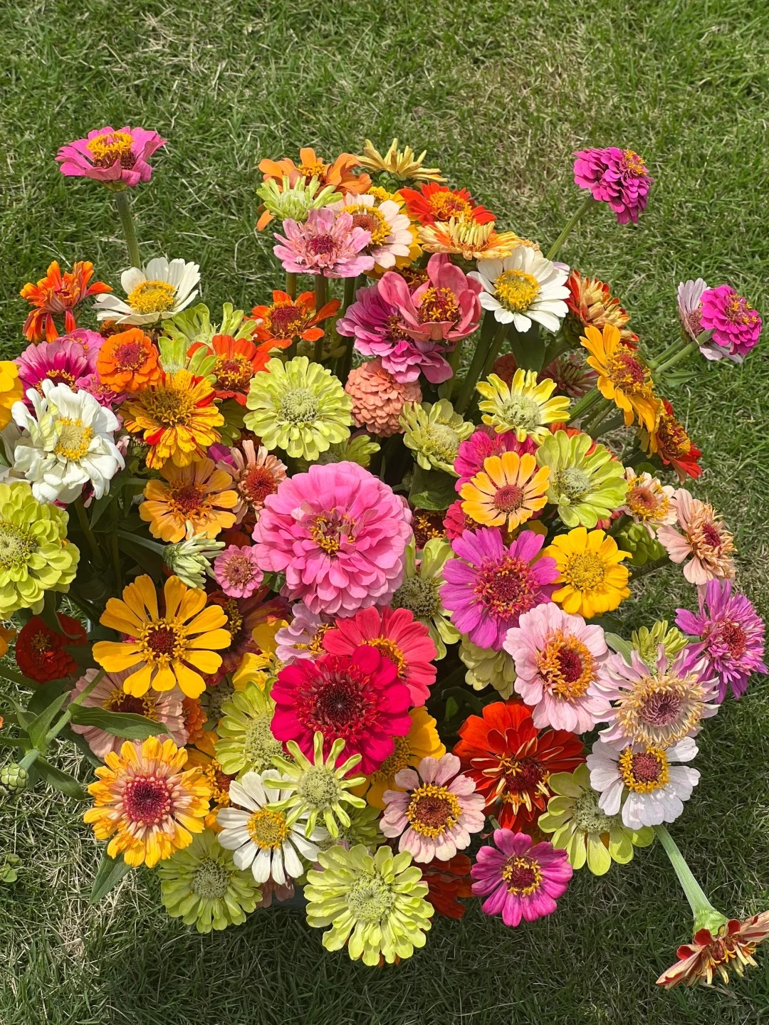 🌺🌸🌻 Cínie – Živé farby pre vašu záhradu aj balkón