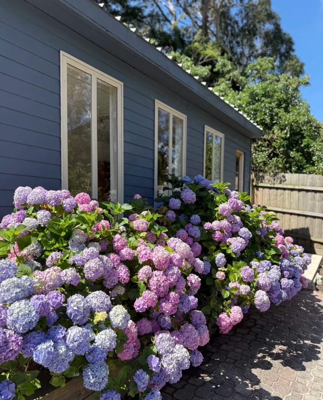 🌸 Семена от хортензия (смес) – красиви и издръжливи трайни насаждения за вашата градина 🌿✨