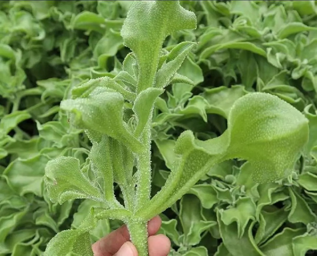 ❄️  Кристално ледено растение – ядливи семена за хрупкави салати с кристален блясък 🌿✨