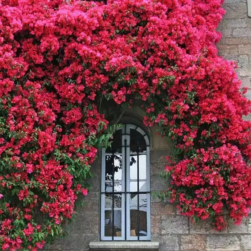 🌹 Розата на лейди Банкс – катерлива роза без бодли, уникална и елегантна 🌿✨