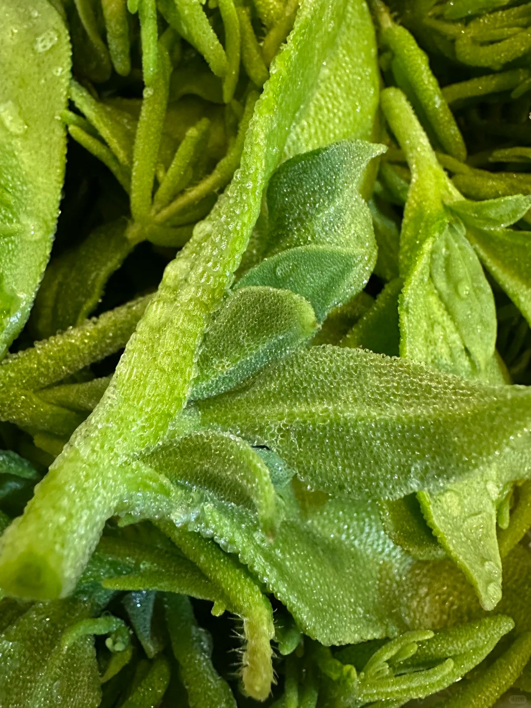 ❄️  Кристално ледено растение – ядливи семена за хрупкави салати с кристален блясък 🌿✨