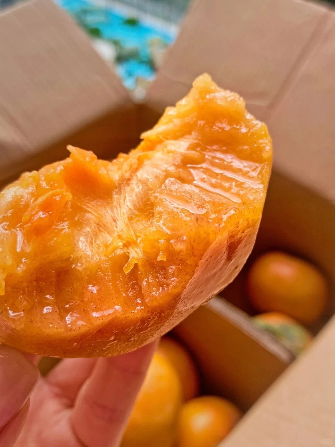 🍊 Kaki (tomel) – semená pre sladké, chrumkavé ovocie, ktoré si vypestujete doma 🌿✨