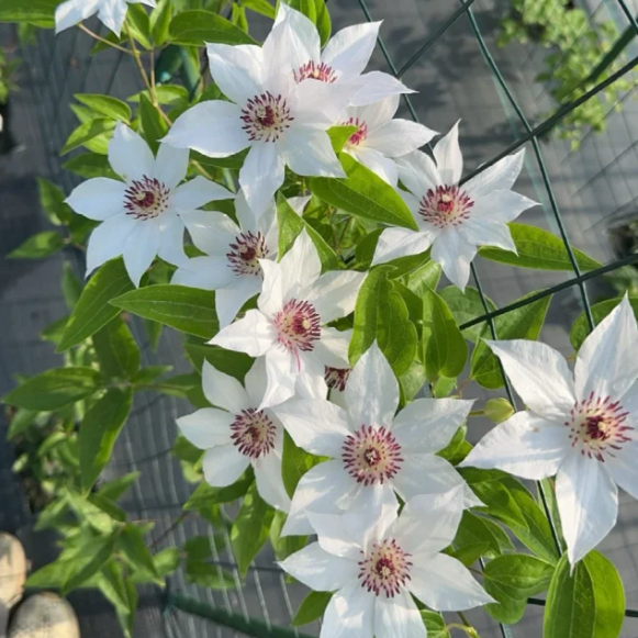 🌸 Клематис – рядка катерлива красота, която превръща стените в цветущ шедьовър 🌿✨