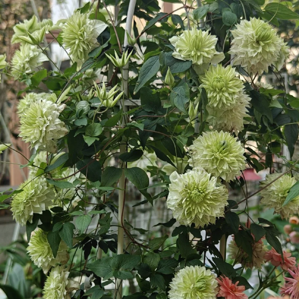 🌸 Клематис – рядка катерлива красота, която превръща стените в цветущ шедьовър 🌿✨