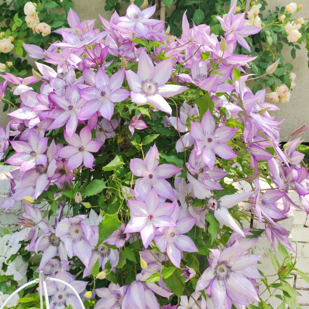 🌸 Клематис – рядка катерлива красота, която превръща стените в цветущ шедьовър 🌿✨