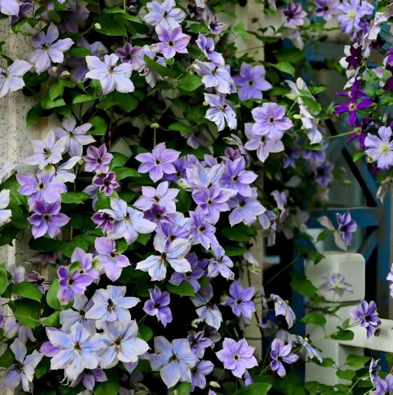 🌸 Клематис – рядка катерлива красота, която превръща стените в цветущ шедьовър 🌿✨