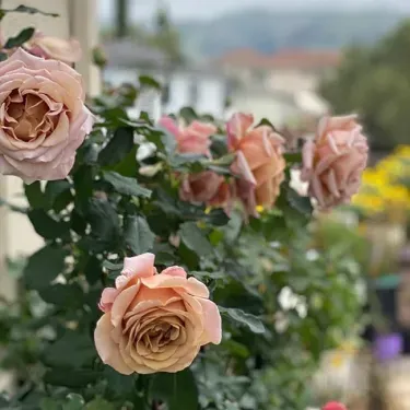 🌹 „Градината на Едем“ – Виещата роза за вашата българска градина 🏡