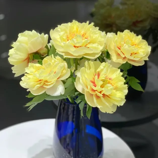 🌺 Царицата на цветята – двоен пион (Paeonia), семена за вашата градина 🌸✨