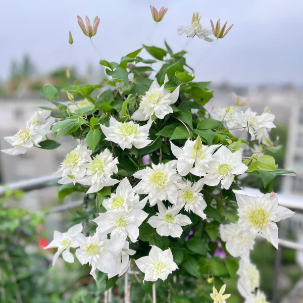 🌸 Клематис – рядка катерлива красота, която превръща стените в цветущ шедьовър 🌿✨