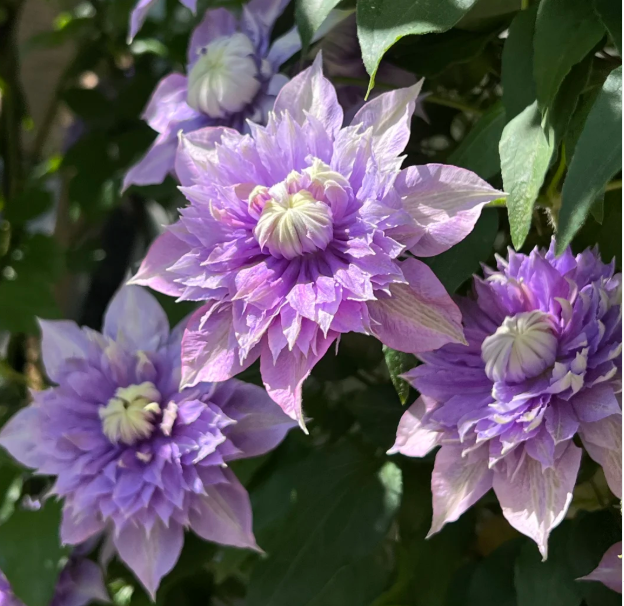 🌸 Клематис – рядка катерлива красота, която превръща стените в цветущ шедьовър 🌿✨