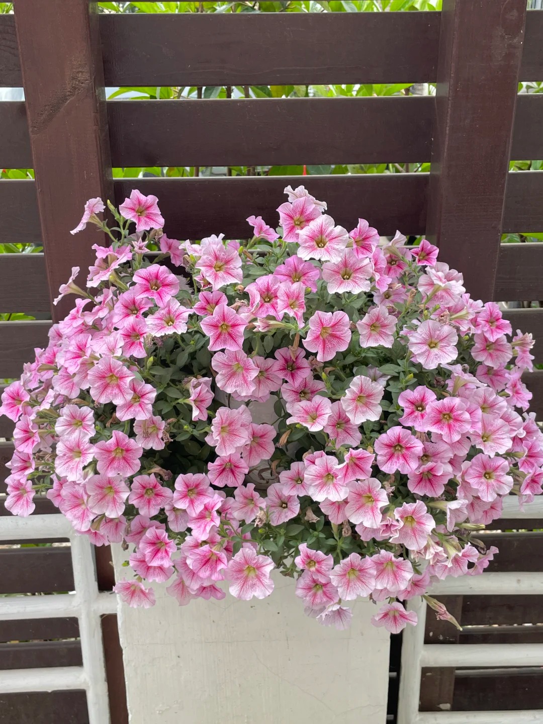 🌸 Petúnia previsnutá do závesných košov – Kráľovná balkónov vo farebných kombináciách