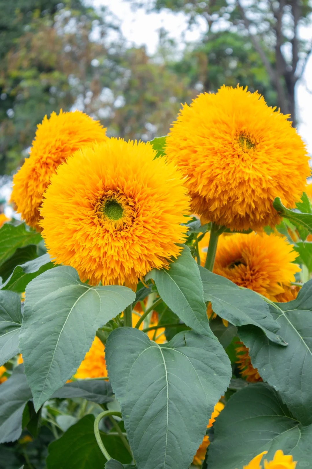 🌻 Adorable Giant Teddy Bear Sunflower 🔆