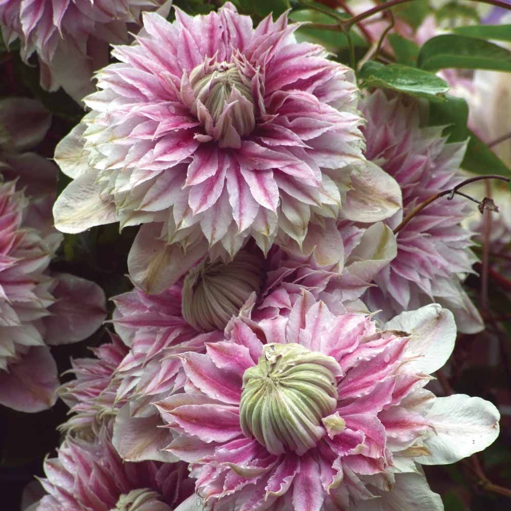 🌸 Клематис – рядка катерлива красота, която превръща стените в цветущ шедьовър 🌿✨