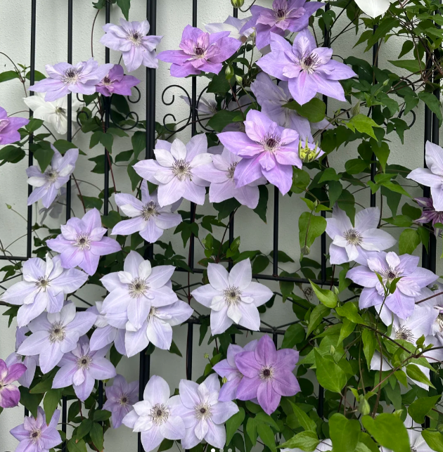 🌸 Клематис – рядка катерлива красота, която превръща стените в цветущ шедьовър 🌿✨