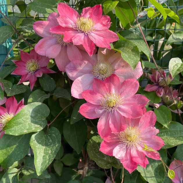 🌸 Клематис – рядка катерлива красота, която превръща стените в цветущ шедьовър 🌿✨