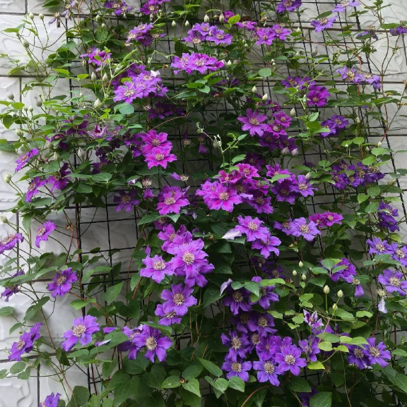 🌸 Клематис – рядка катерлива красота, която превръща стените в цветущ шедьовър 🌿✨