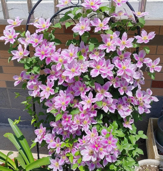 🌸 Клематис – рядка катерлива красота, която превръща стените в цветущ шедьовър 🌿✨