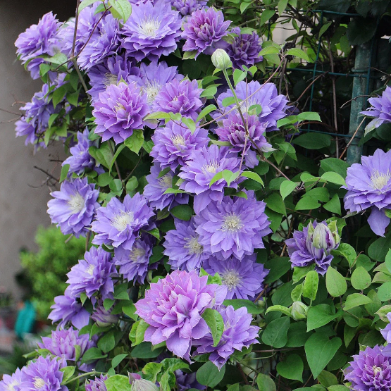 🌸 Клематис – рядка катерлива красота, която превръща стените в цветущ шедьовър 🌿✨