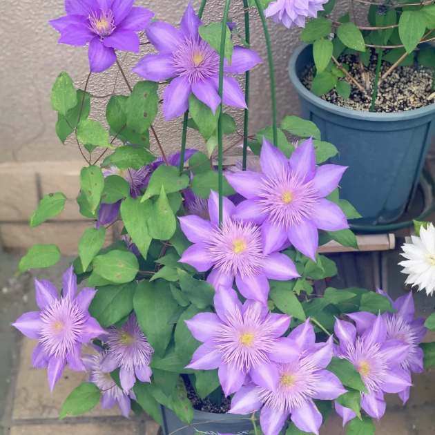 🌸 Клематис – рядка катерлива красота, която превръща стените в цветущ шедьовър 🌿✨