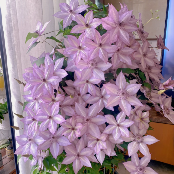 🌸 Клематис – рядка катерлива красота, която превръща стените в цветущ шедьовър 🌿✨