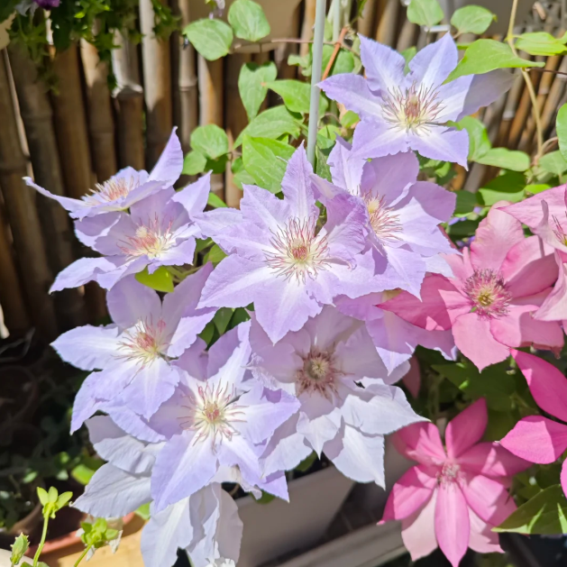 🌸 Клематис – рядка катерлива красота, която превръща стените в цветущ шедьовър 🌿✨