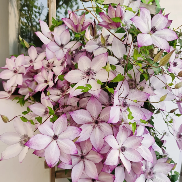 🌸 Клематис – рядка катерлива красота, която превръща стените в цветущ шедьовър 🌿✨