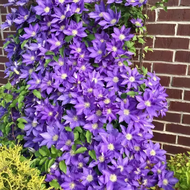 🌸 Клематис – рядка катерлива красота, която превръща стените в цветущ шедьовър 🌿✨