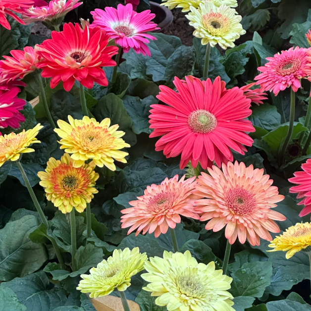 🌼 Семена Гербера "Слънцето на балкона"! Многогодишни, лесни за отглеждане в саксии, цъфтят цяла година.