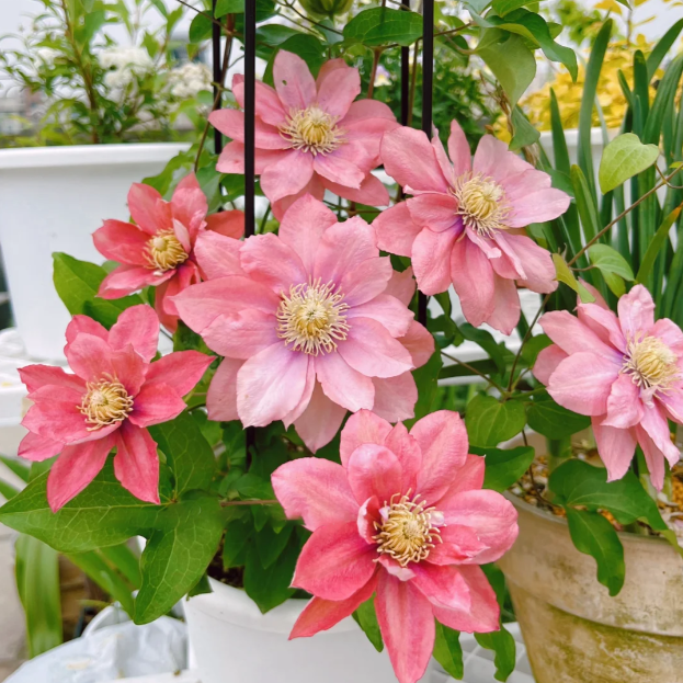 🌸 Клематис – рядка катерлива красота, която превръща стените в цветущ шедьовър 🌿✨