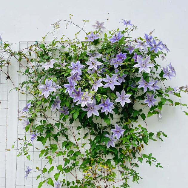 🌸 Клематис – рядка катерлива красота, която превръща стените в цветущ шедьовър 🌿✨